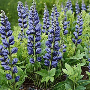 'Blueberry Sundae' False Indigo