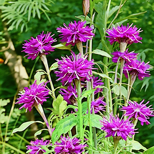Scorpion Beebalm