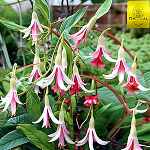 Galfrey Lye Fuchsia
