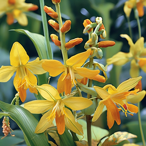 John Boots Crocosmia