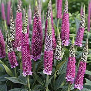Pink Spiked Speedwell