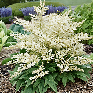 Chantilly Lace Goat's Beard