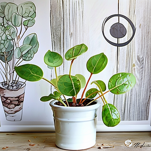 Tumbling Bunnies Chinese Money Plant