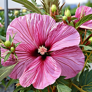 Candy Crush Rose Mallow