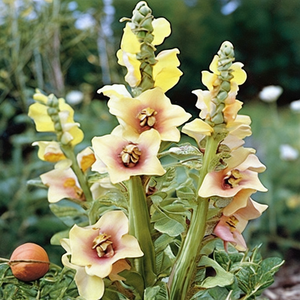 Caribbean Crush Mullein