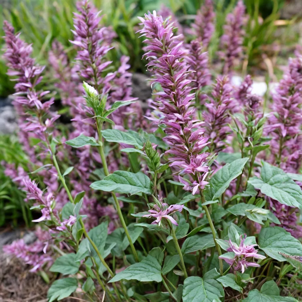 New Mexico Giant Hyssop