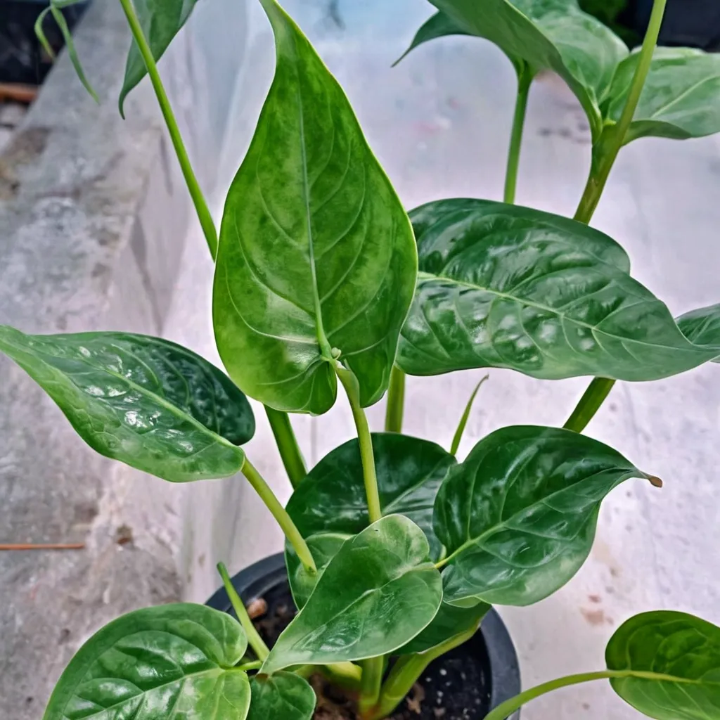 Chinese Taro