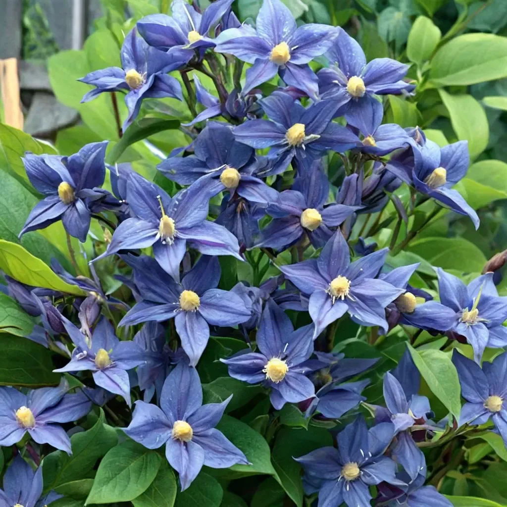 Durand's Clematis