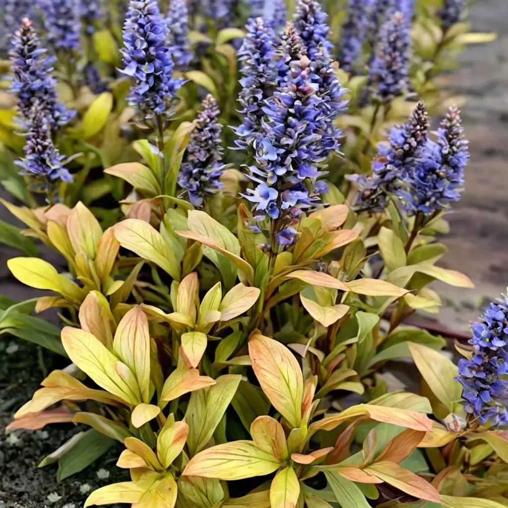 Fancy Finch Bugleweed