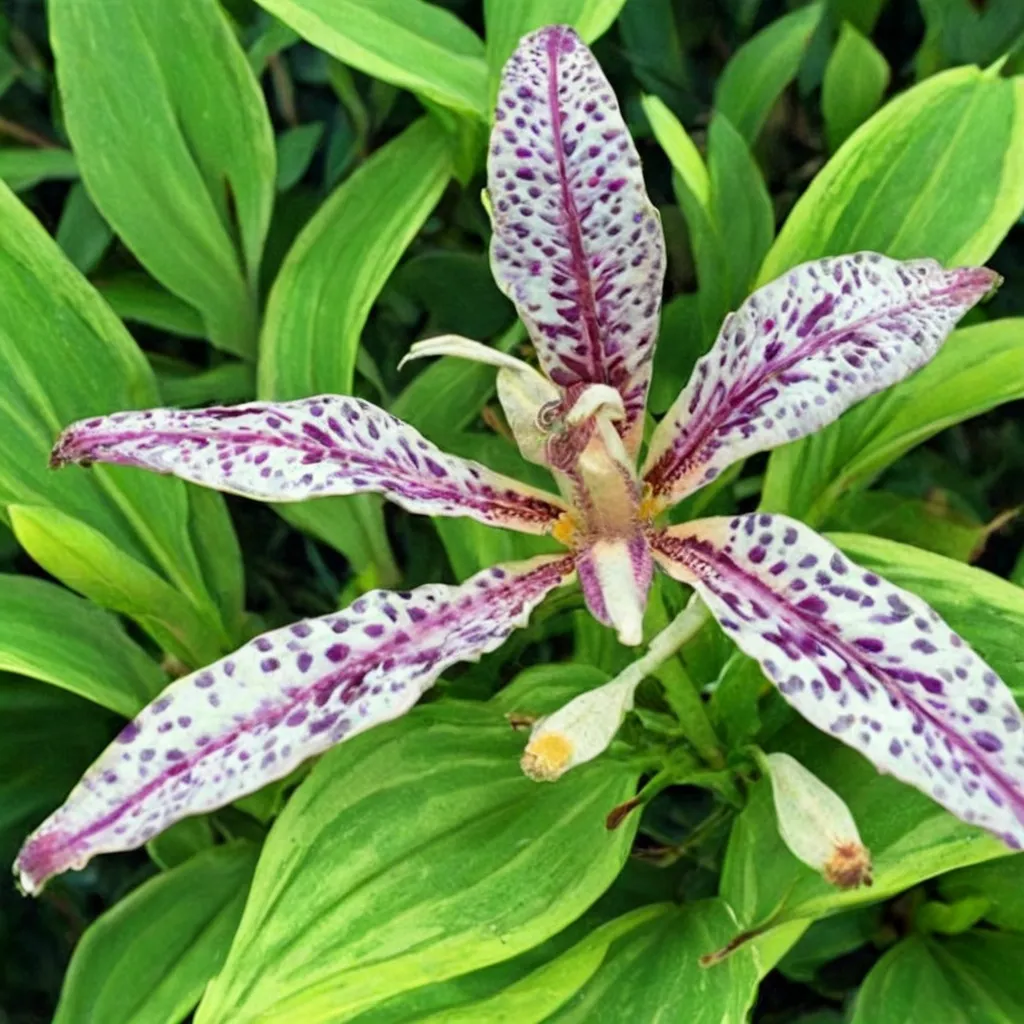 Tricolor Toad Lily