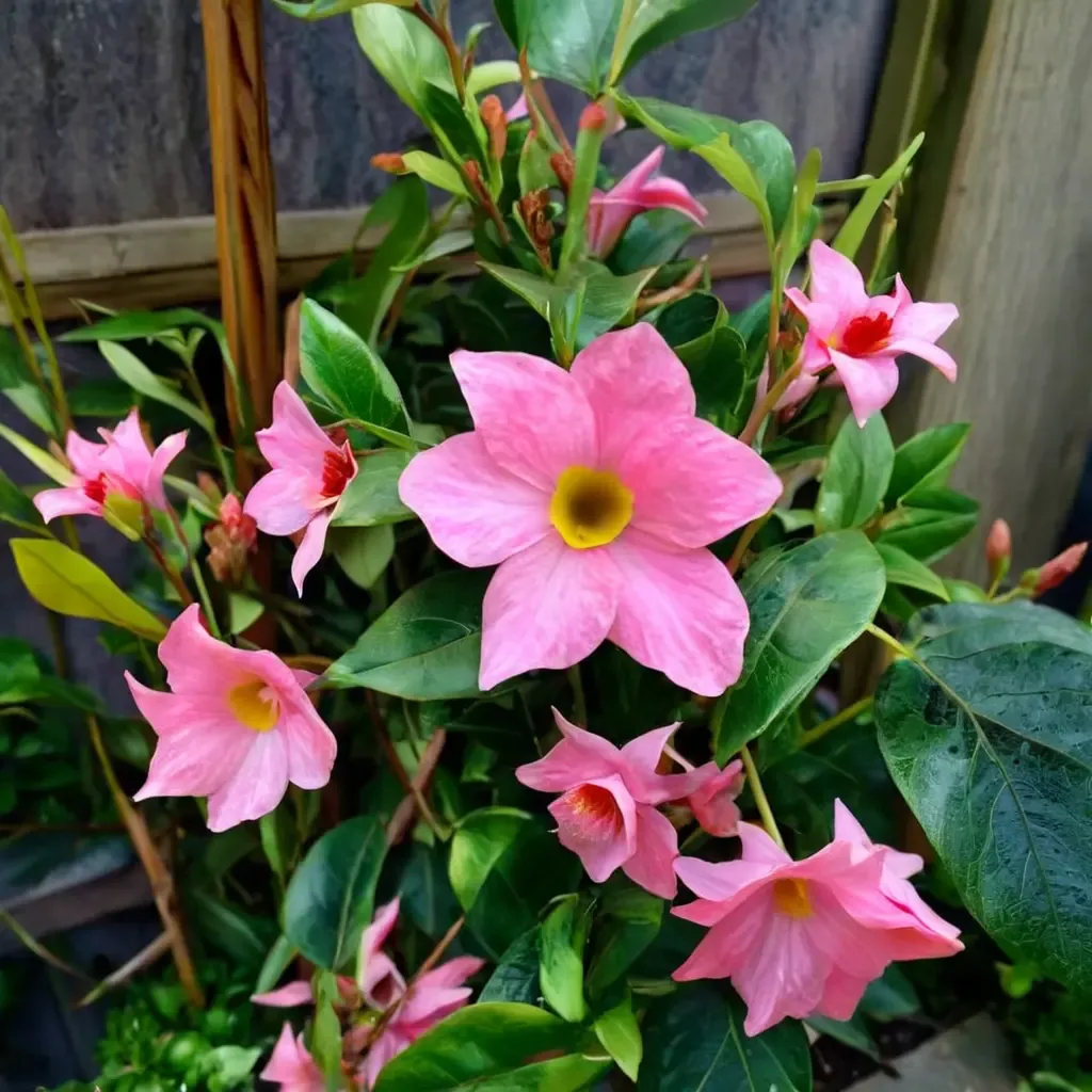 Brazilian Jasmine