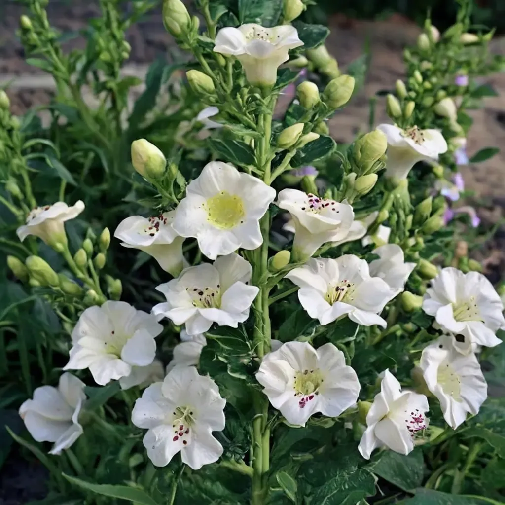Camelot White Foxglove
