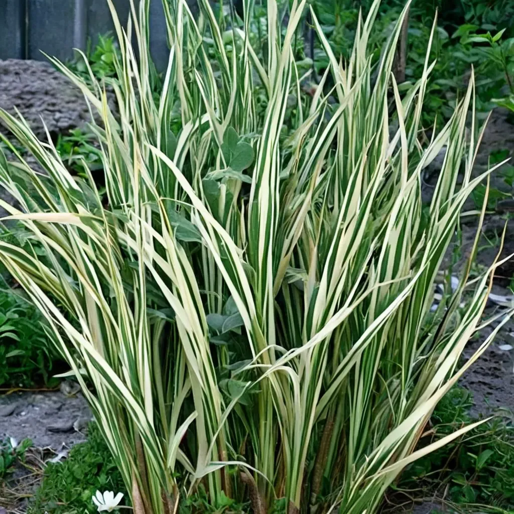 Variegated Sweet Flag