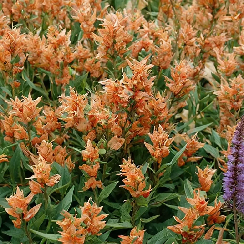 Poquito Orange Hummingbird Mint