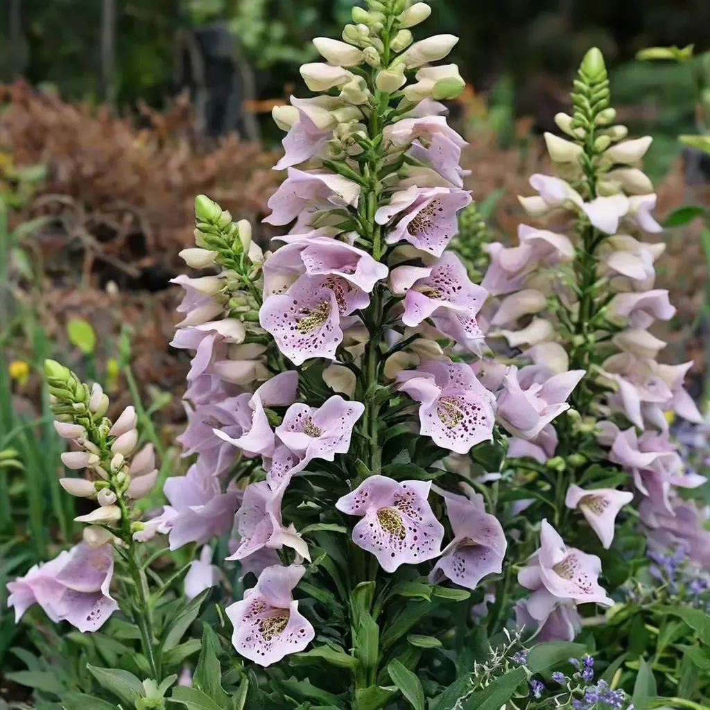 Camelot Lavender Foxglove