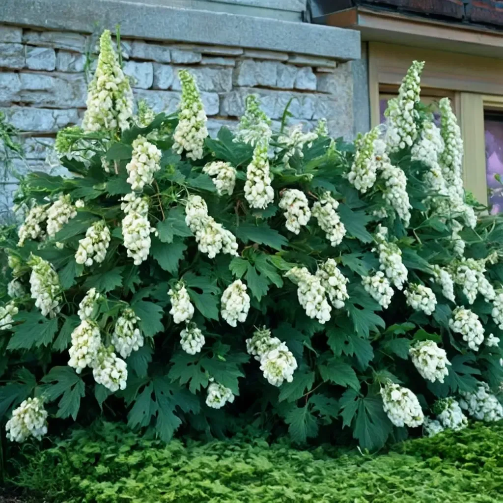 Snowflake Oakleaf Hydrangea