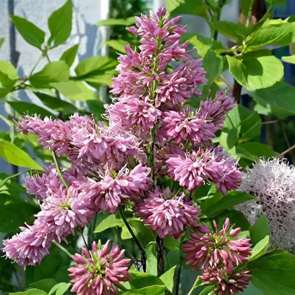 James Macfarlane Lilac