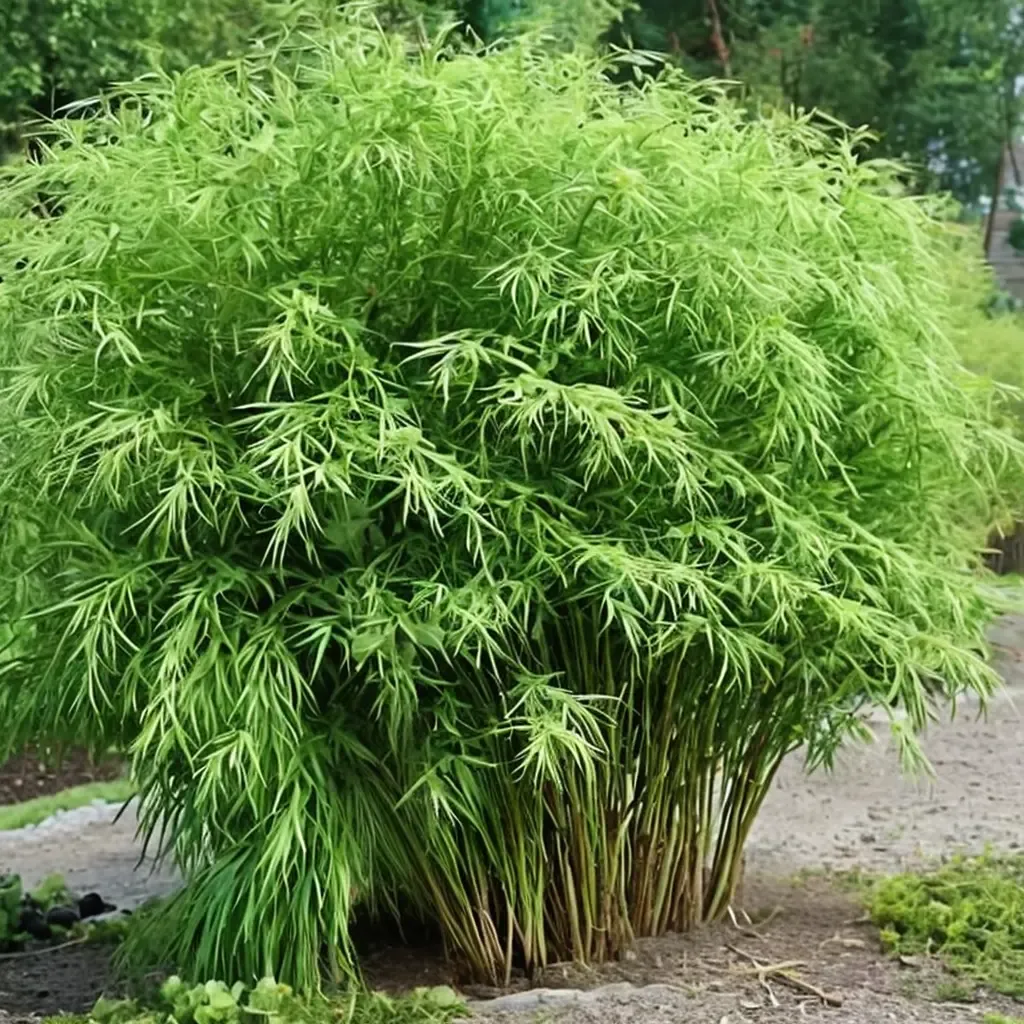 Fountain Bamboo