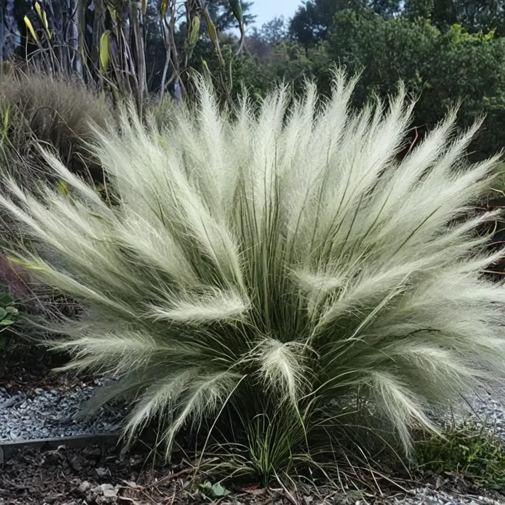 White Cloud Muhly