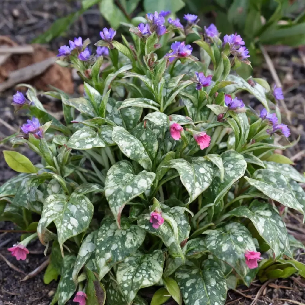Lungwort