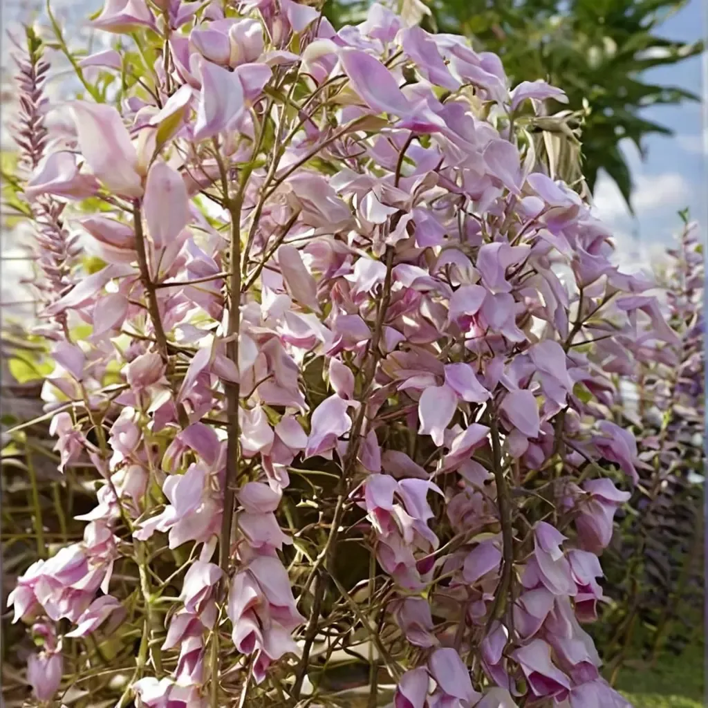 Japanese Wisteria 'Honbeni'