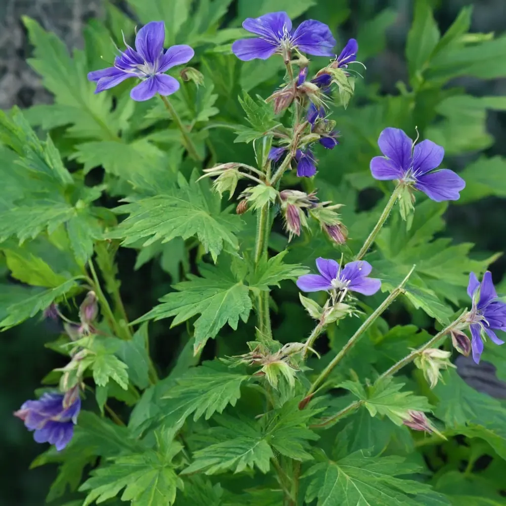 Wood Cranesbill
