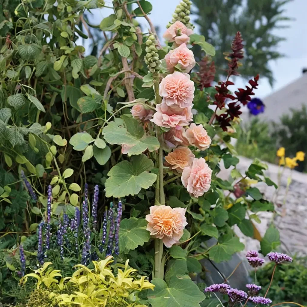 Double Apricot Hollyhock