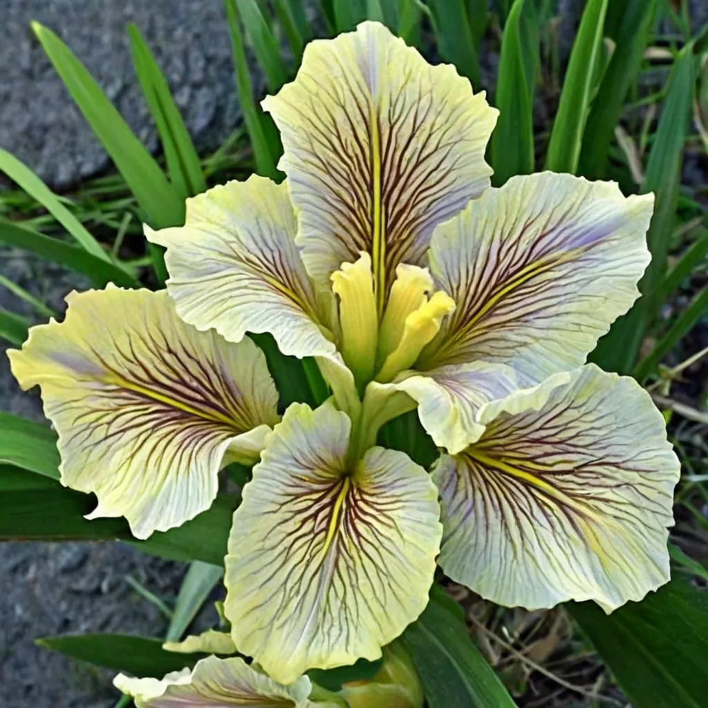 Louisiana Iris Wow Factor
