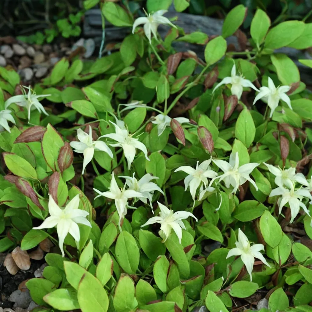 Dwarf Barrenwort
