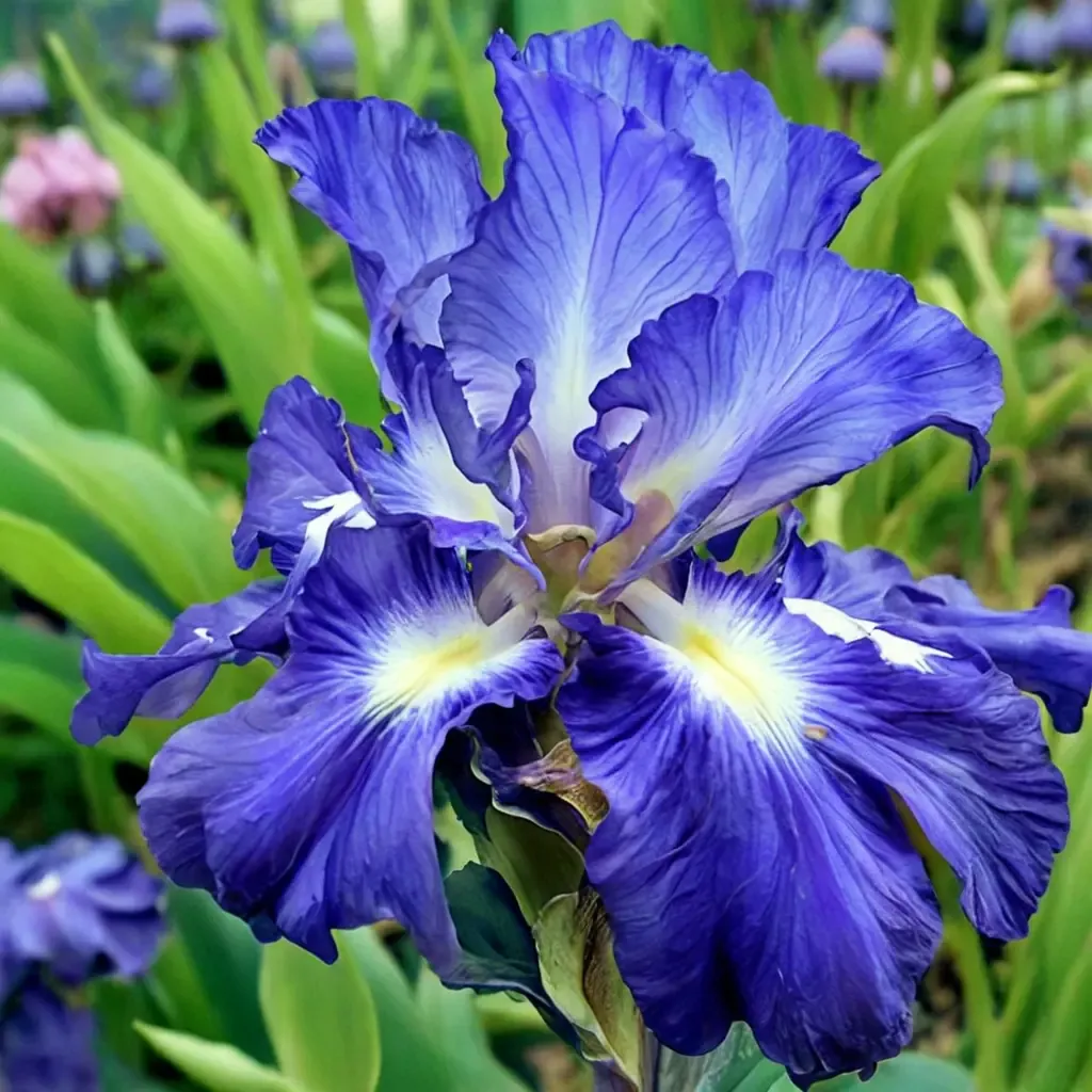 City Lights Tall Bearded Iris