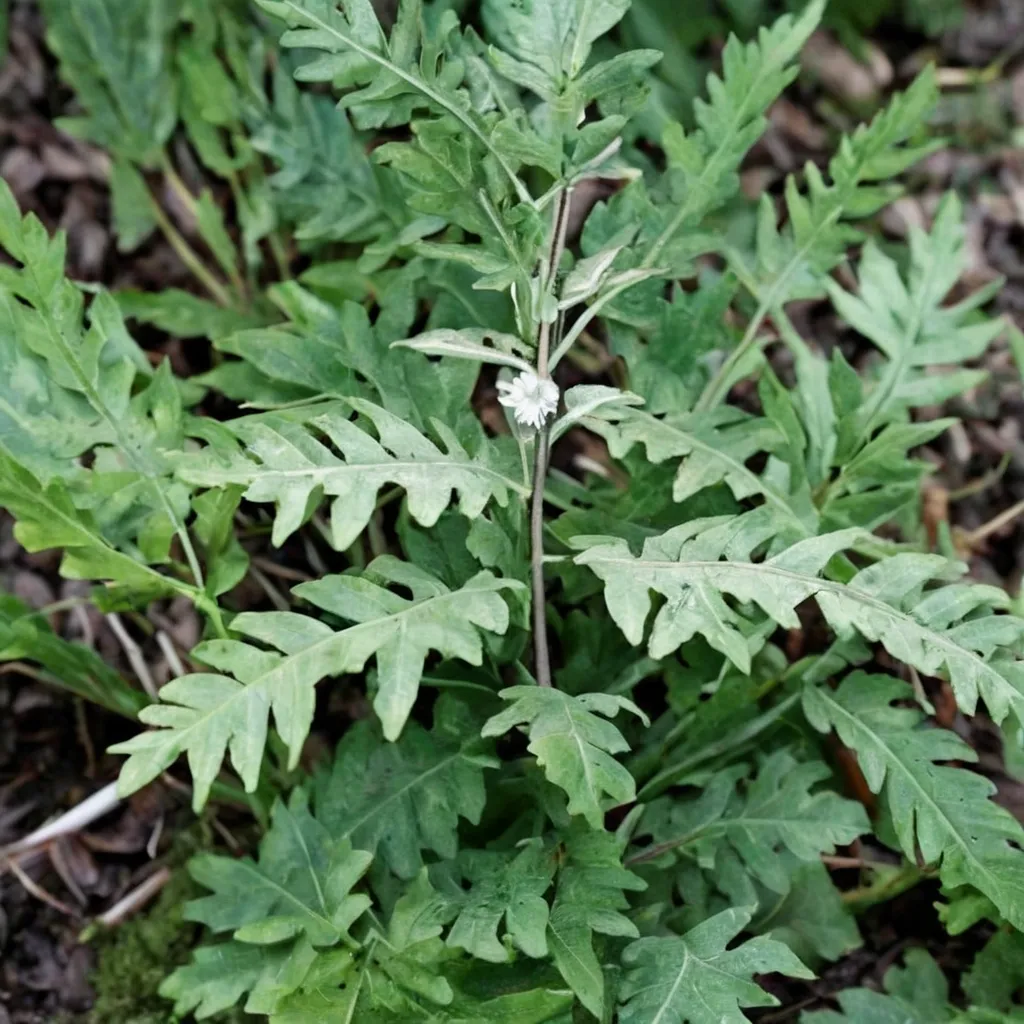Silver Cloak Fern