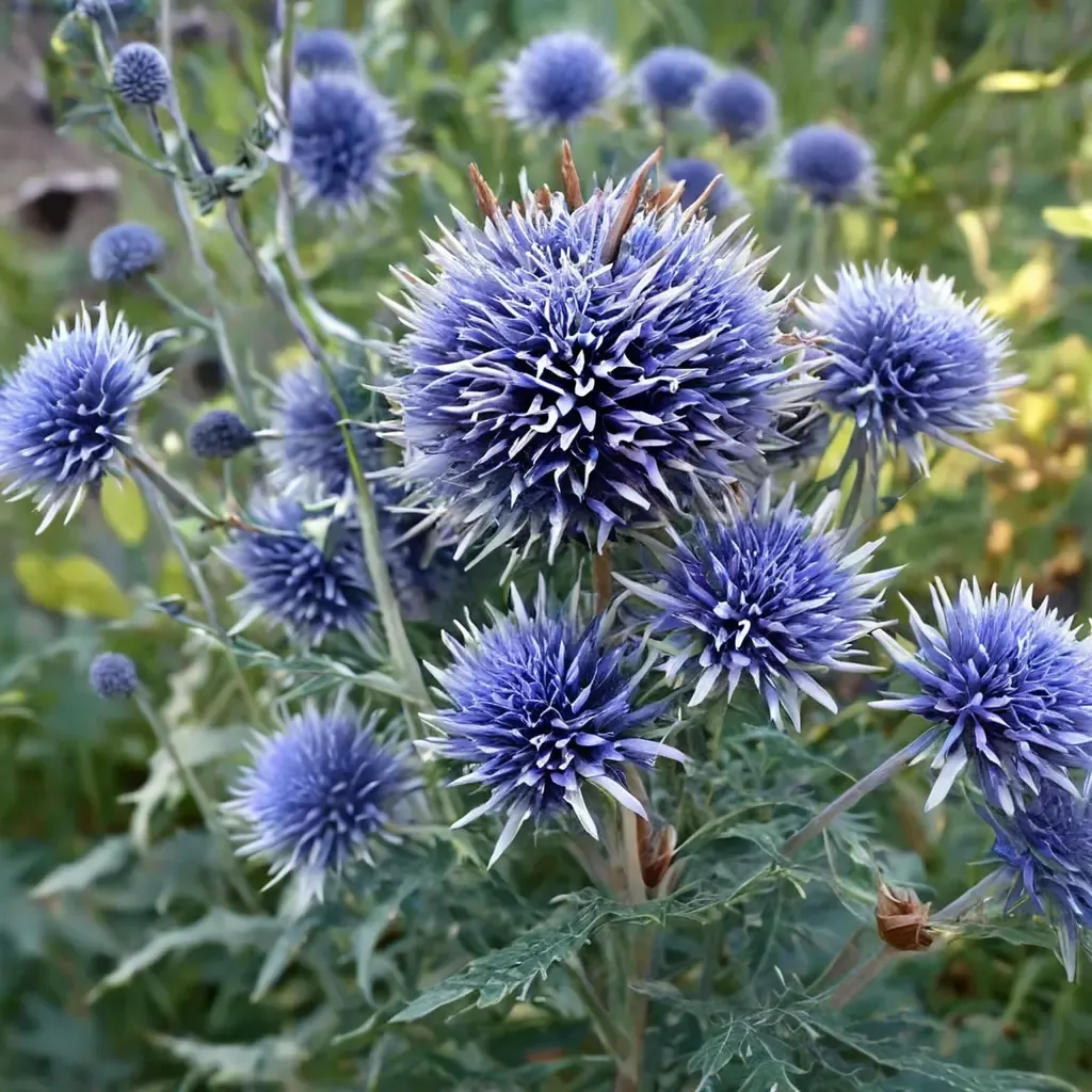Globe Thistle