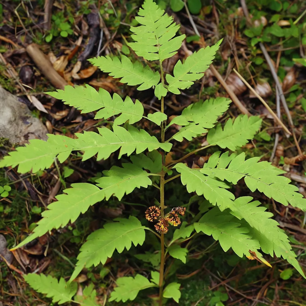 Oak Fern