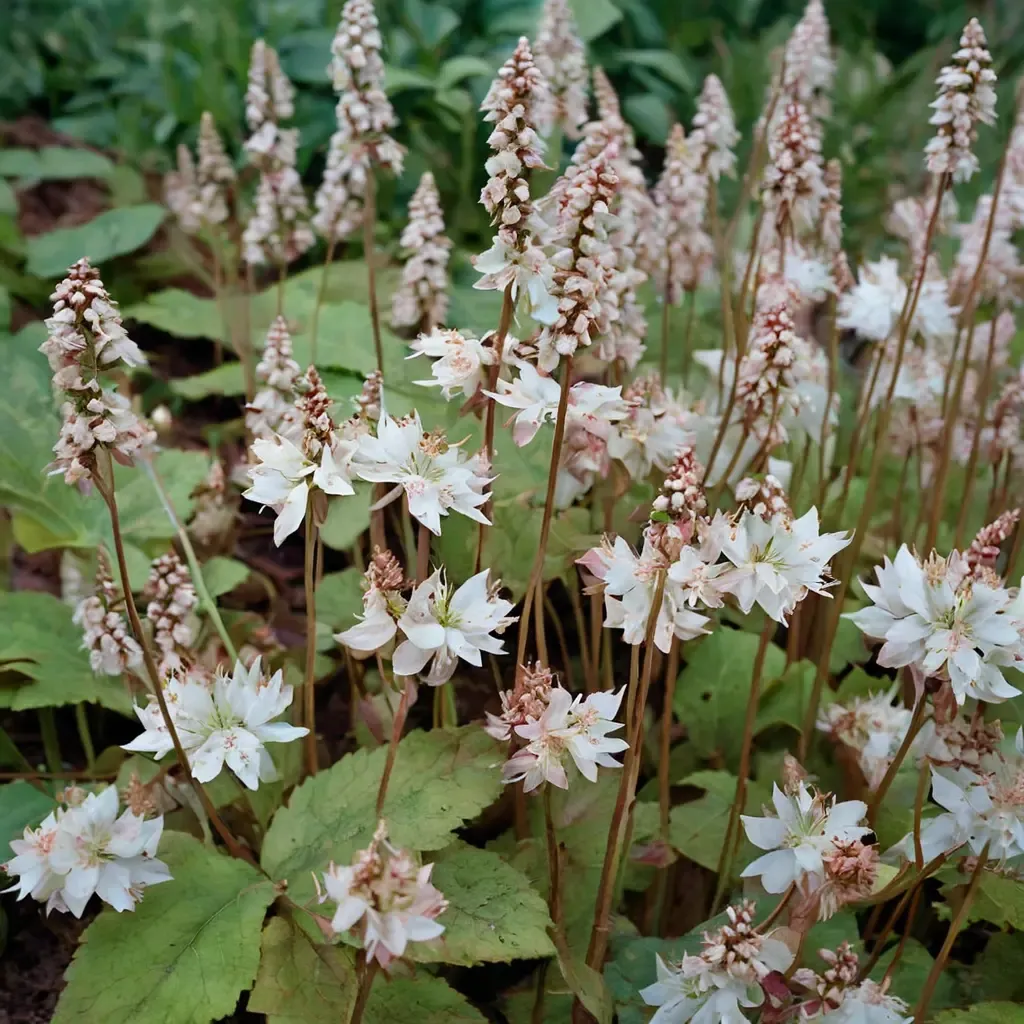 Copper King Foamflower