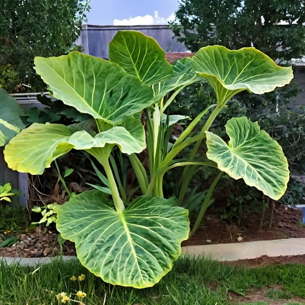 Thailand Giant Taro