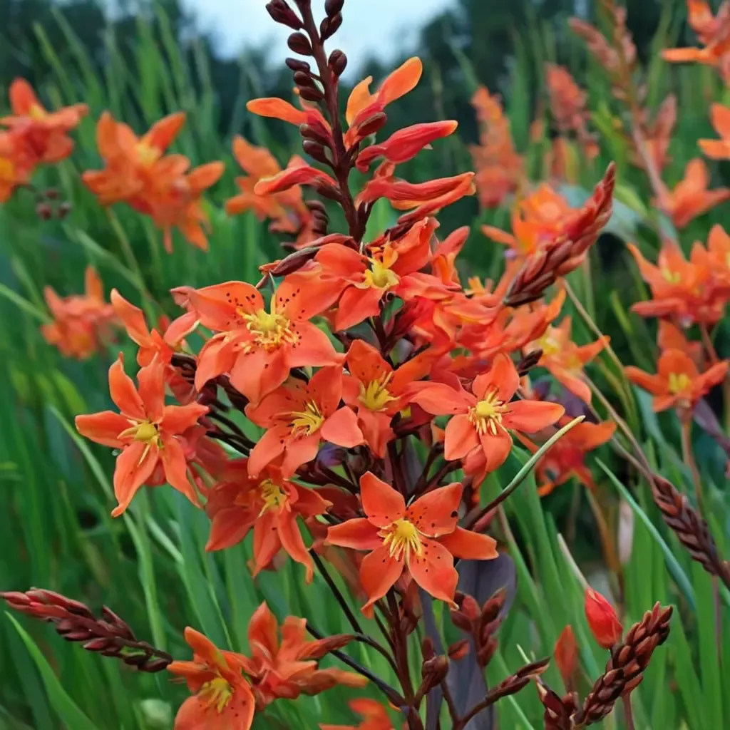 Montbretia