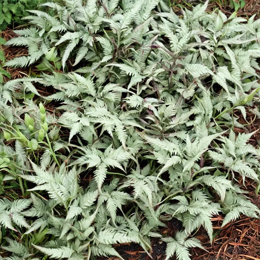 Japanese Painted Fern 'Wildwood Twist'