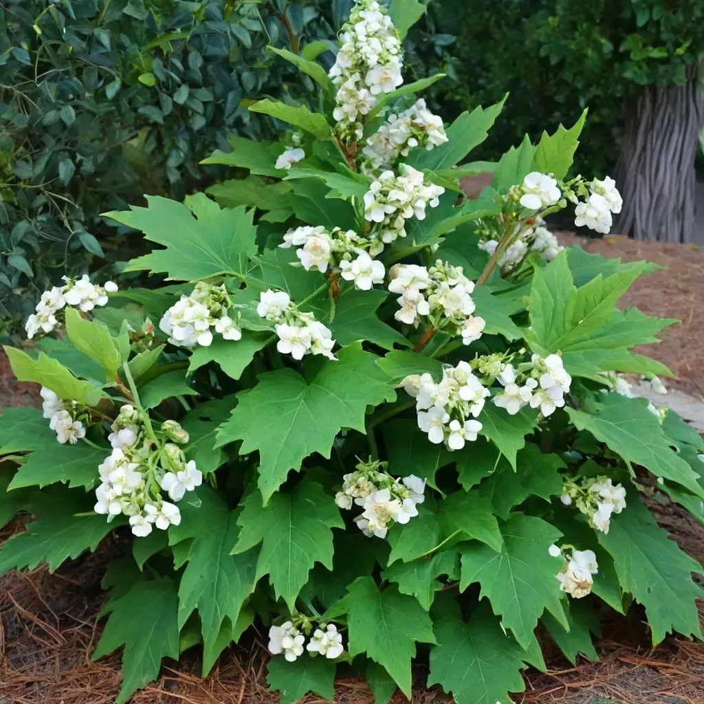 Oakleaf Hydrangea