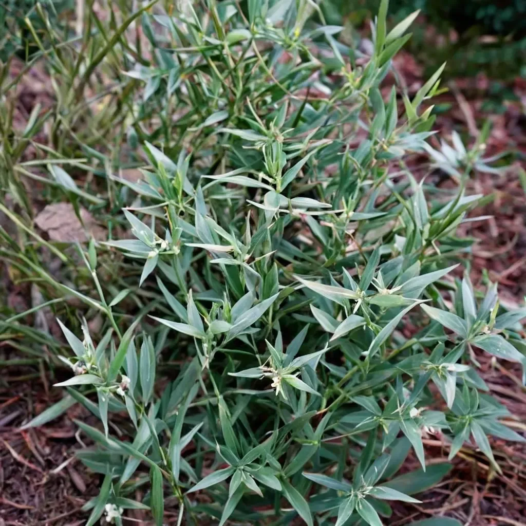 Butcher's Broom