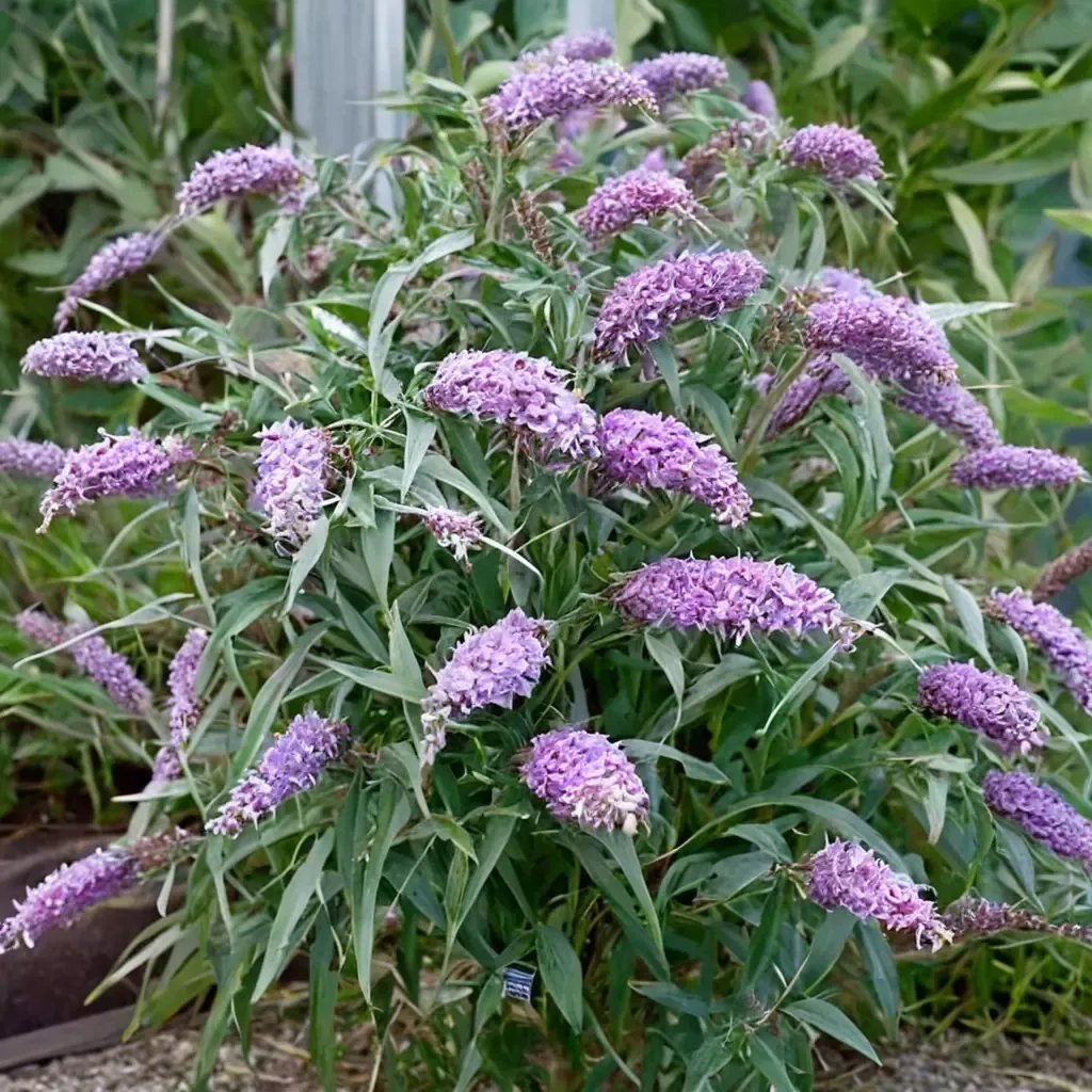 Butterfly Bush