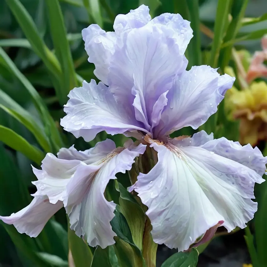 Silverado Bearded Iris