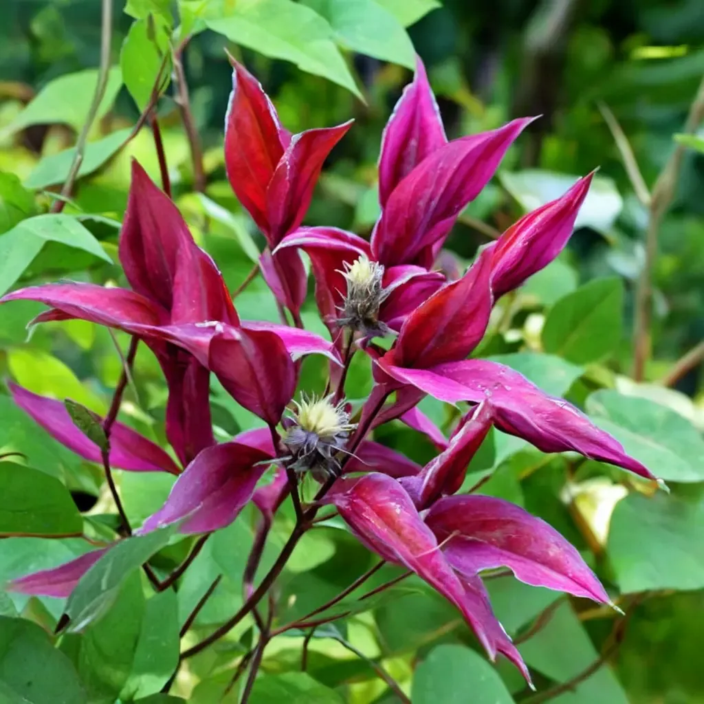 Gravetye Beauty Clematis