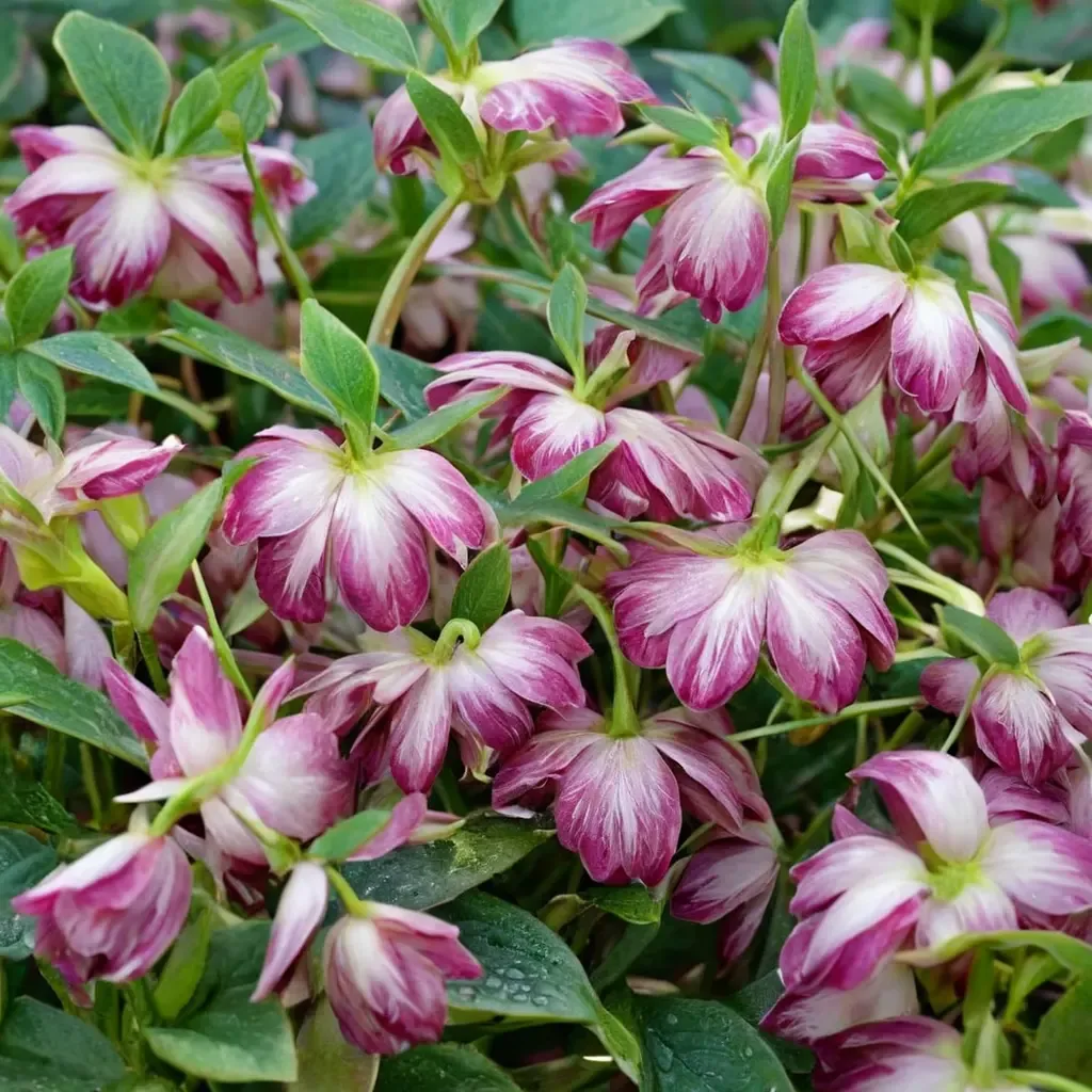 Blushing Bridesmaid Lenten Rose