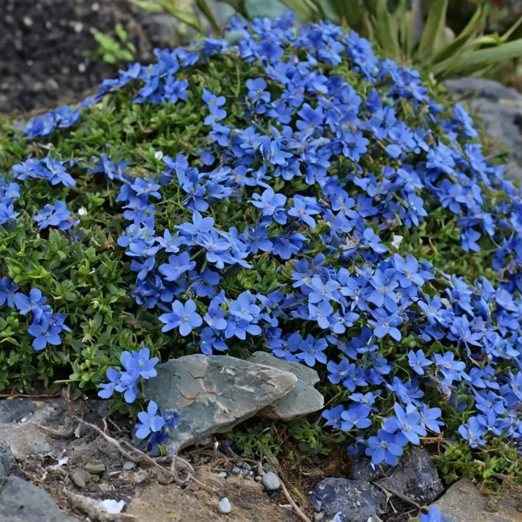 Grace Ward Lithodora