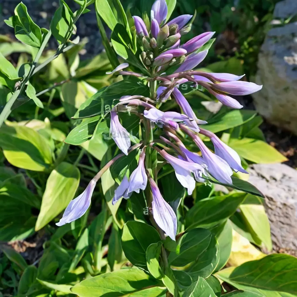 Narrow-leaf Plantain Lily