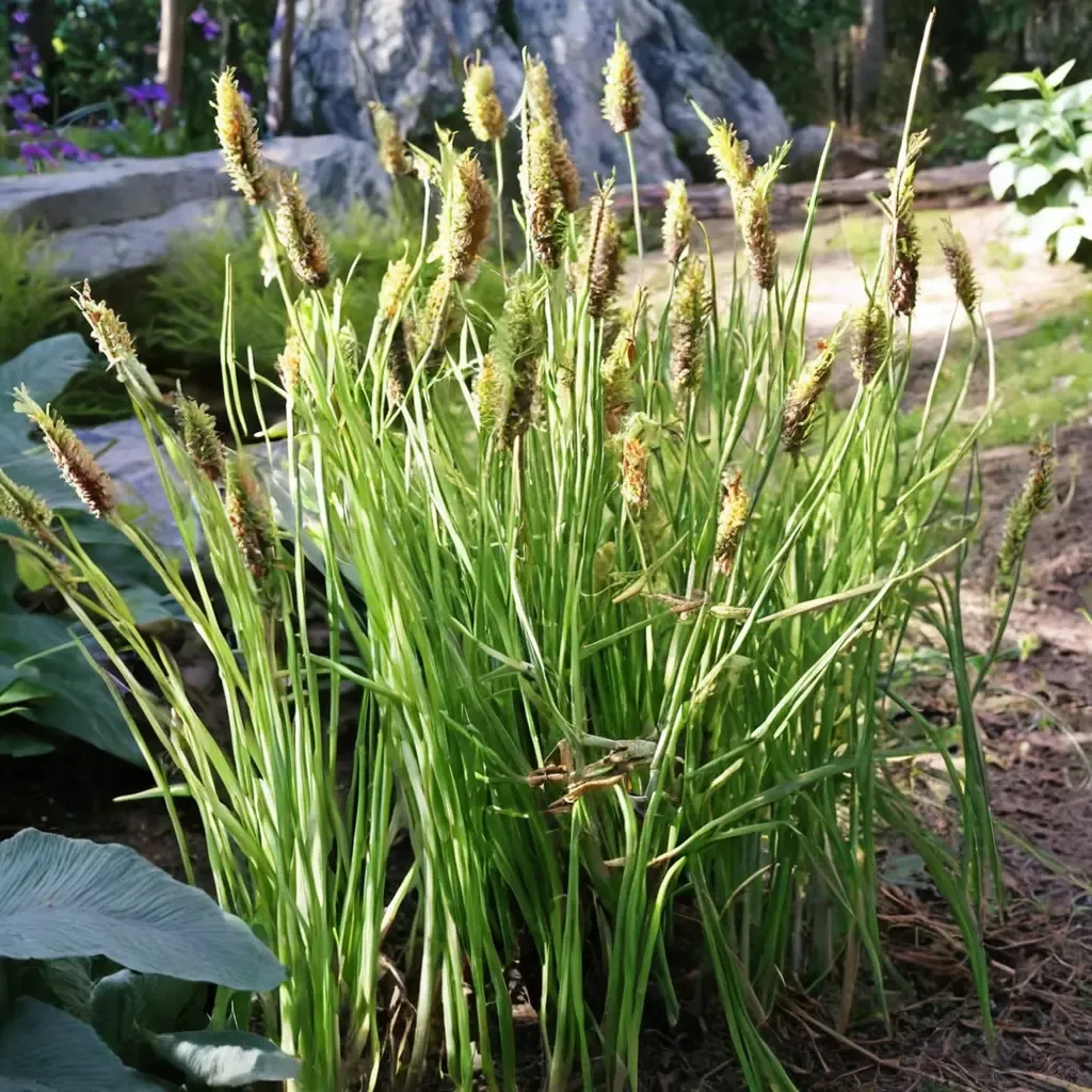Tufted Sedge