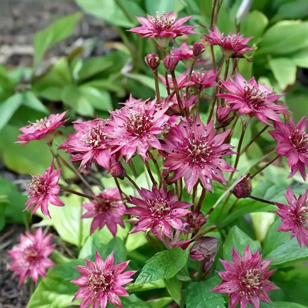 Great Masterwort