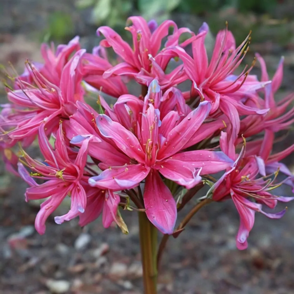 Hybrid Spider Lily