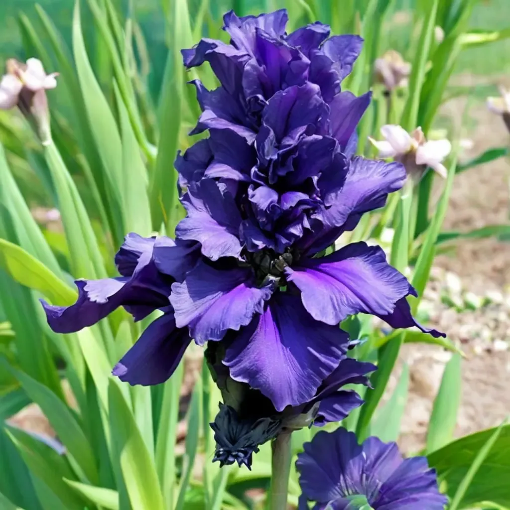 Dusky Challenger Bearded Iris