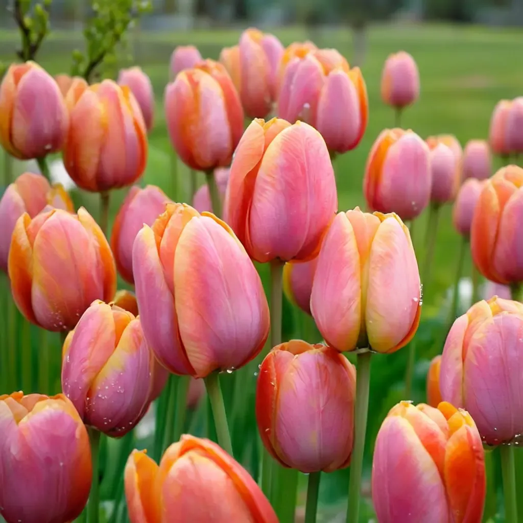 Dordogne Tulip